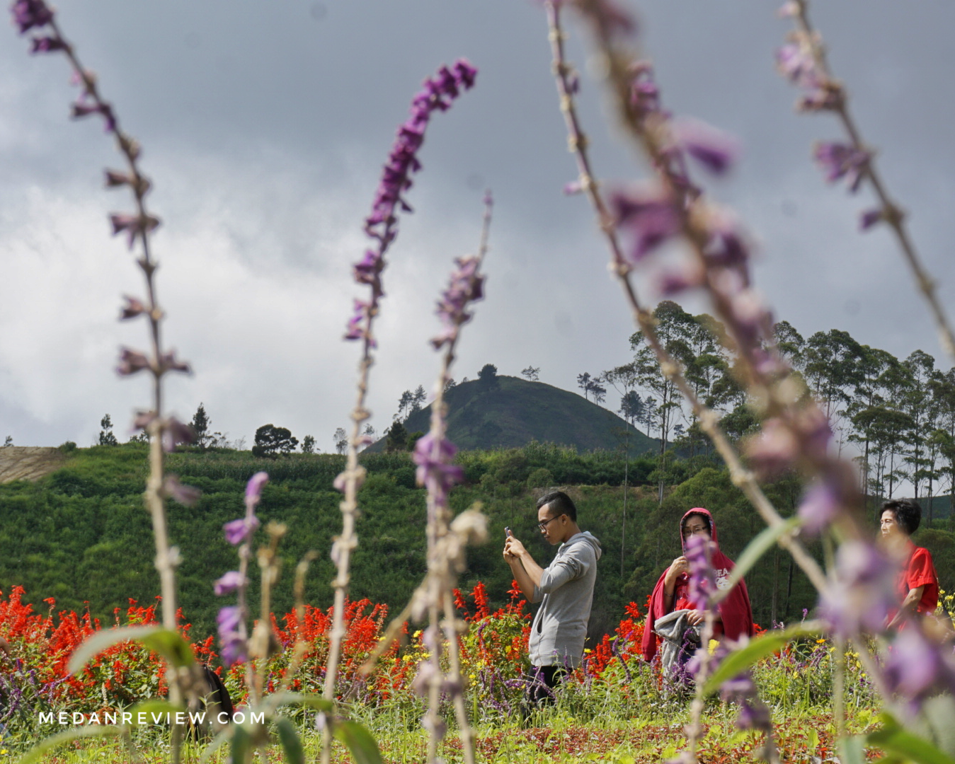 Bunga Lavender di Sapo Juma